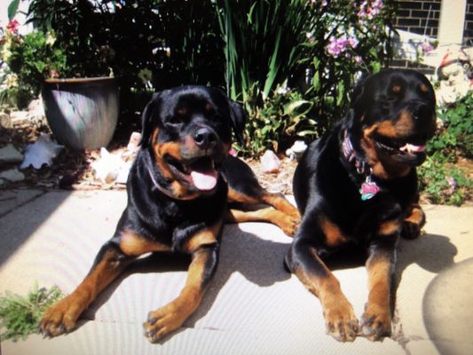 Blue Cross Blue Shield of Illinois