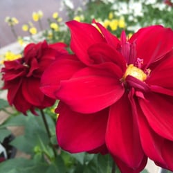 King's Greenhouse - Dahlia