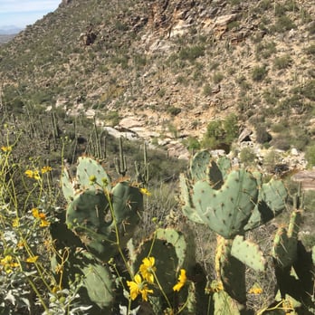 Sabino Canyon - Beautiful heart shaped cacti on the way to Seven Falls - Parks Near Me - Tucson, Arizona