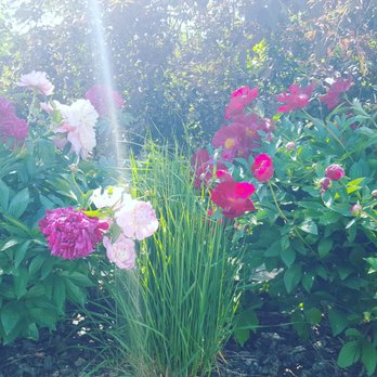 Superior Tree & Landscapes - a variety of flowers in a garden - Landscaping Near Me