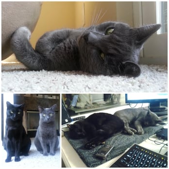 Silicon Valley Animal Control Authority - The grey kitty is our little Oi (means cucumber in Korean), formerly Kayla... Thanks, SVACA! - Animal Shelters Near Me - Santa Clara, California
