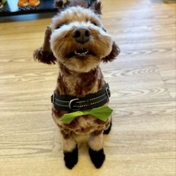 Mimo - La Jolla - One HAPPY boy - Pet Groomers Near Me - San Diego, California
