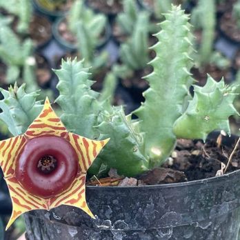 PLANT DADDY HEALING GARDEN - Updated June 2026 - Orlando, Florida -  Nurseries & Gardening - Phone Number - Yelp