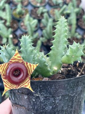 Best Plant Nurseries in Central Florida: Top Picks for Gardeners 2 Best Plant Nurseries in Central Florida: Top Picks for Gardeners