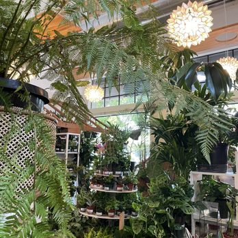 Paraíso Plant Studio - Nurseries & Gardening Near Me - Berkeley, California