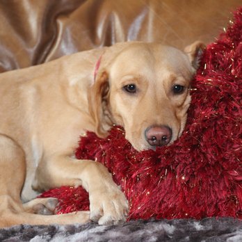 natural instinct stockist near me