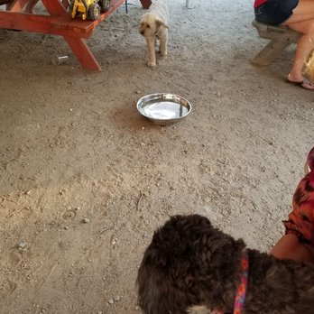 Funky Bow Brewery & Beer Company - Water bowls and scavenger hunt! - Breweries Near Me - Lyman, Maine