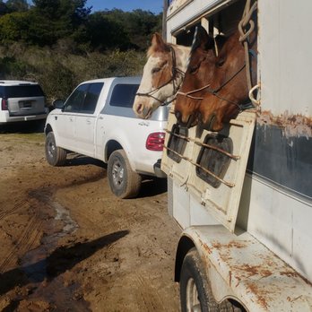 Flying horse adventures - Stitch, Sally, and Ready. - Horseback Riding Near Me Flying horse adventures - Stitch, Sally, and Ready. - Horseback Riding Near Me
