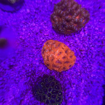 Coral Kings - Aquariums Near Me - Belleville, Michigan Coral Kings - Aquariums Near Me - Belleville, Michigan