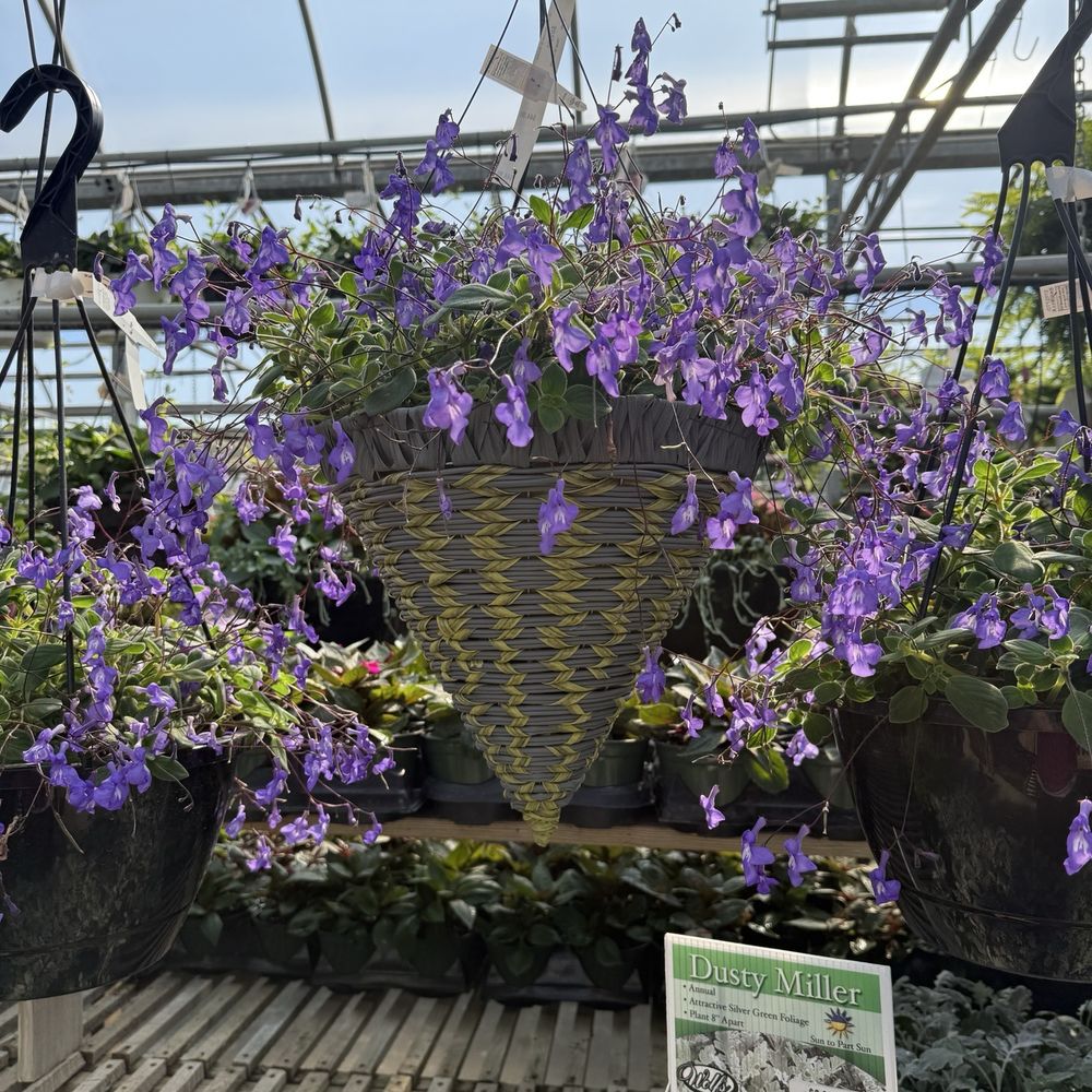 Wolf's Blooms and Berries - Gorgeous hanging baskets - Nurseries & Gardening Near Me - Bowling Green, Ohio Wolf's Blooms and Berries - Gorgeous hanging baskets - Nurseries & Gardening Near Me - Bowling Green, Ohio