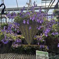 Wolf's Blooms and Berries - Gorgeous hanging baskets