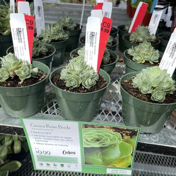 Orchard Nursery - Cool rare plants! - Nurseries & Gardening Near Me - Lafayette, California