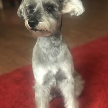 Fresh Pup Spa - Pet Groomers Near Me Fresh Pup Spa - Pet Groomers Near Me