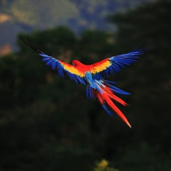 Aluxes - Programa de reintroduccion de la guacamaya roja
Reintroduction of red macaw