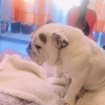 Precious Pets Memorial Service - Pet Cremation Services Near Me - Ventura, California Precious Pets Memorial Service - Pet Cremation Services Near Me - Ventura, California