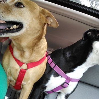 Cypress Falls Pet Resort & Spa - Two very happy ladies, home from their stay. Miss Ling Ling, and Miss Dalle. - Pet Sitting Near Me - Tomball, Texas Cypress Falls Pet Resort & Spa - Two very happy ladies, home from their stay. Miss Ling Ling, and Miss Dalle. - Pet Sitting Near Me - Tomball, Texas