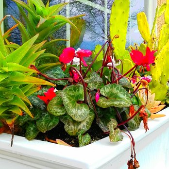 Window Box Cafe - One of the window boxes :) - American Near Me - Rocklin, California