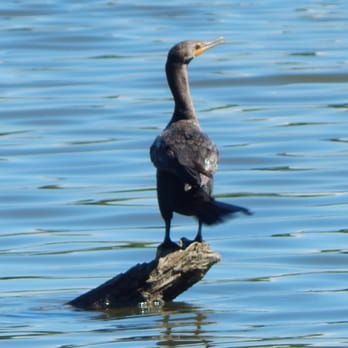 Oronoco Bay Park - A cormorant! - Parks Near Me - Alexandria, Virginia