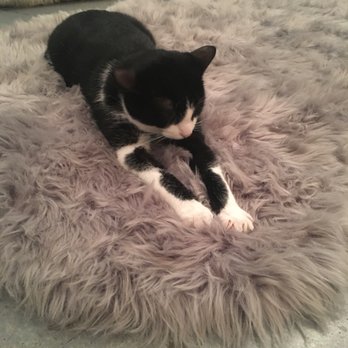Cat Therapy - Pet Adoption Near Me - Santa Barbara, California