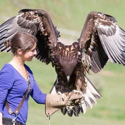 International Centre for Birds of Prey