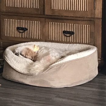Monica's Superior K-9's - Sleeping after a snack and water:) grooming is EXHAUSTING! - Pet Groomers Near Me - La Grange, Illinois Monica's Superior K-9's - Sleeping after a snack and water:) grooming is EXHAUSTING! - Pet Groomers Near Me - La Grange, Illinois