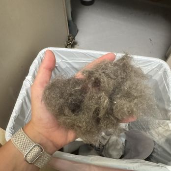 Stanley Steemer - Hair from couch - Carpet Cleaning Near Me - Ridgeland, Mississippi Stanley Steemer - Hair from couch - Carpet Cleaning Near Me - Ridgeland, Mississippi