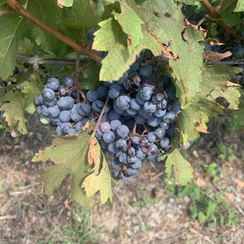 Breaux Vineyards - Wineries Near Me - Purcellville, Virginia