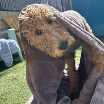 Ruff House Pet Resort - After her swim lesson - Pet Training Near Me - Riverside, California