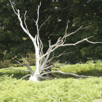 Richmond Park - Parks Near Me - Richmond, XGL