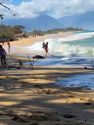 Baldwin Beach Park by null