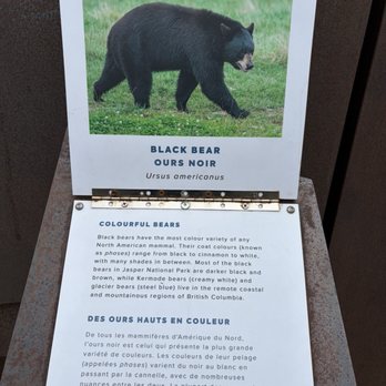 Columbia Icefield Glacier & Centre - Neesh explaining the physical differences between the types of Bears you would encounter out here. - Visitor Centers Near Me - Jasper, Alberta