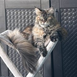 Florida Gulf Coast Maine Coon