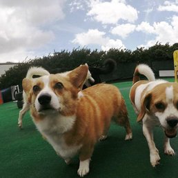 One of my favorite pictures of my dogs taken by OLP! One of my favorite pictures of my dogs taken by OLP!