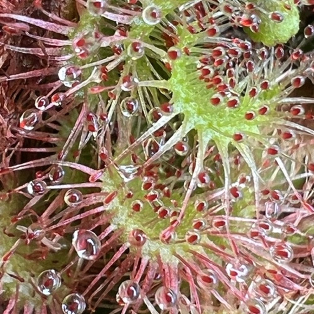California Carnivores - Nurseries & Gardening Near Me - Sebastopol, California California Carnivores - Nurseries & Gardening Near Me - Sebastopol, California