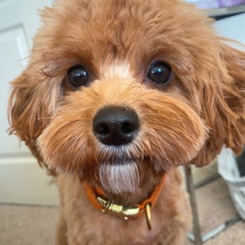 Happy Grooming - He was super matted, but look how cute they managed to make him! Instead of shaving! - Pet Groomers Near Me - Arlington, Virginia Happy Grooming - He was super matted, but look how cute they managed to make him! Instead of shaving! - Pet Groomers Near Me - Arlington, Virginia