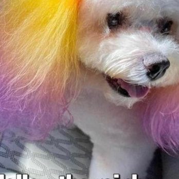 Groom Room Pet Spa - Pet Groomers Near Me - Delray Beach, Florida Groom Room Pet Spa - Pet Groomers Near Me - Delray Beach, Florida