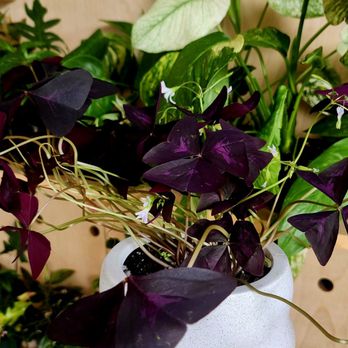 Pink Pothos - Nurseries & Gardening Near Me - Atlanta, Georgia Pink Pothos - Nurseries & Gardening Near Me - Atlanta, Georgia