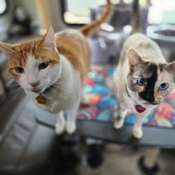 Kelsie's Pet Services - Modoc and Cheyenne love Kelcie!