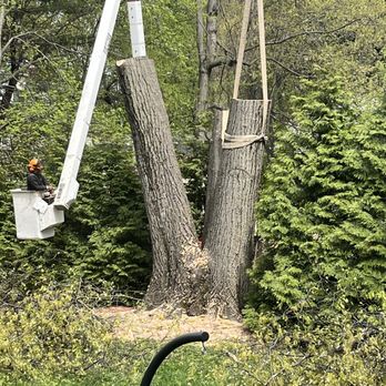 Carney Tree Service - Dangerous split tree heading towards 3 houses. Call Carney Tree Services. Fast, reliable and then a thorough cleanup. Great work. - Tree Services Near Me - Clifton, New Jersey Carney Tree Service - Dangerous split tree heading towards 3 houses. Call Carney Tree Services. Fast, reliable and then a thorough cleanup. Great work. - Tree Services Near Me - Clifton, New Jersey