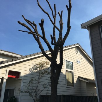 CBC Tree Services Inc - After - Tree Services Near Me CBC Tree Services Inc - After - Tree Services Near Me