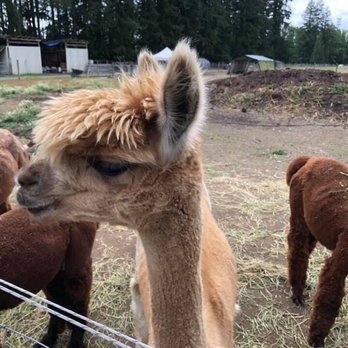 Cascade Rose Alpacas - Aren't they adorable! - Petting Zoos Near Me - Carnation, Washington