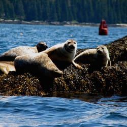 Hiram Blake Cottages - Wildlife!  Seals, porpoise, eagles, osprey, eider ducks, cormorants, song birds, deer, fox are all found here.