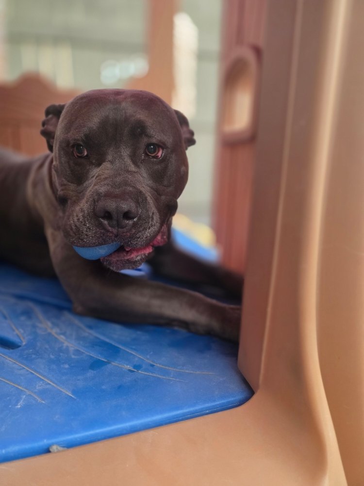Lynbrooke Kennels - pet boarding facility in Lockport, NY