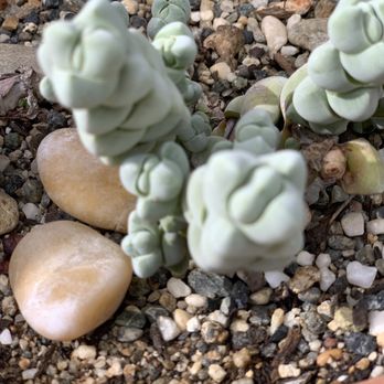 The Secret Garden - Rare succulent - Nurseries & Gardening Near Me - Elk Grove, California The Secret Garden - Rare succulent - Nurseries & Gardening Near Me - Elk Grove, California