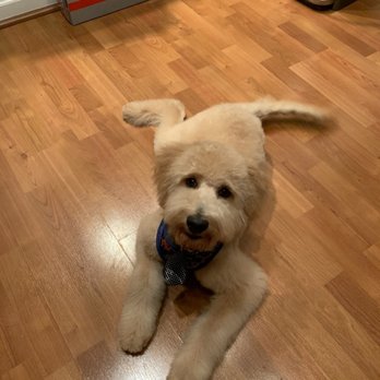 GROOM! Salon - Mini labradoodle pet grooming silver spring, MD - Pet Groomers Near Me - Silver Spring, Maryland