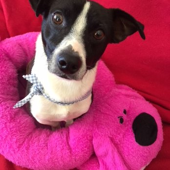 Acton's Groomingdales - 3/15/18-KenMarRescue.org Kody(Zippy) is a dapper Jack Russell Terrier 2 yrs, 17 lbs. Thank you Corrin and the Team for a fab Bath and Brush! - Pet Groomers Near Me - Acton, California Acton's Groomingdales - 3/15/18-KenMarRescue.org Kody(Zippy) is a dapper Jack Russell Terrier 2 yrs, 17 lbs. Thank you Corrin and the Team for a fab Bath and Brush! - Pet Groomers Near Me - Acton, California