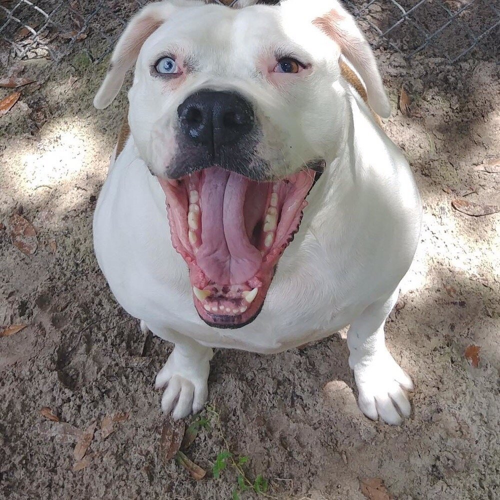 Keystone Kennels - pet boarding facility in Tarpon Springs, FL