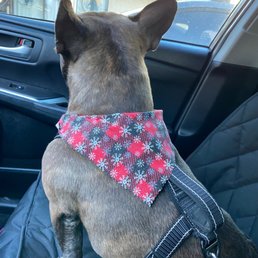 My clean dog post-bath and nail trim. Lisa's Pampered Paws sent him home in his own little bandana. My clean dog post-bath and nail trim. Lisa's Pampered Paws sent him home in his own little bandana.