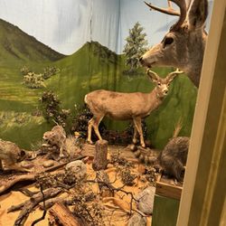 The Natural History Museum - Deer