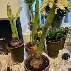 White Flower Farm House - Amaryllis plants